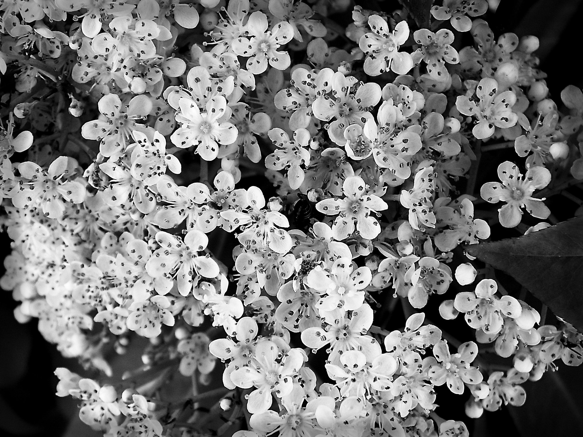 Kodak EASYSHARE Z1015 IS DIGITAL CAMERA sample photo. Spotty photography