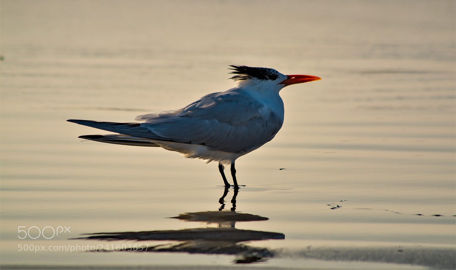 Pentax K-50 sample photo. Royal tern photography
