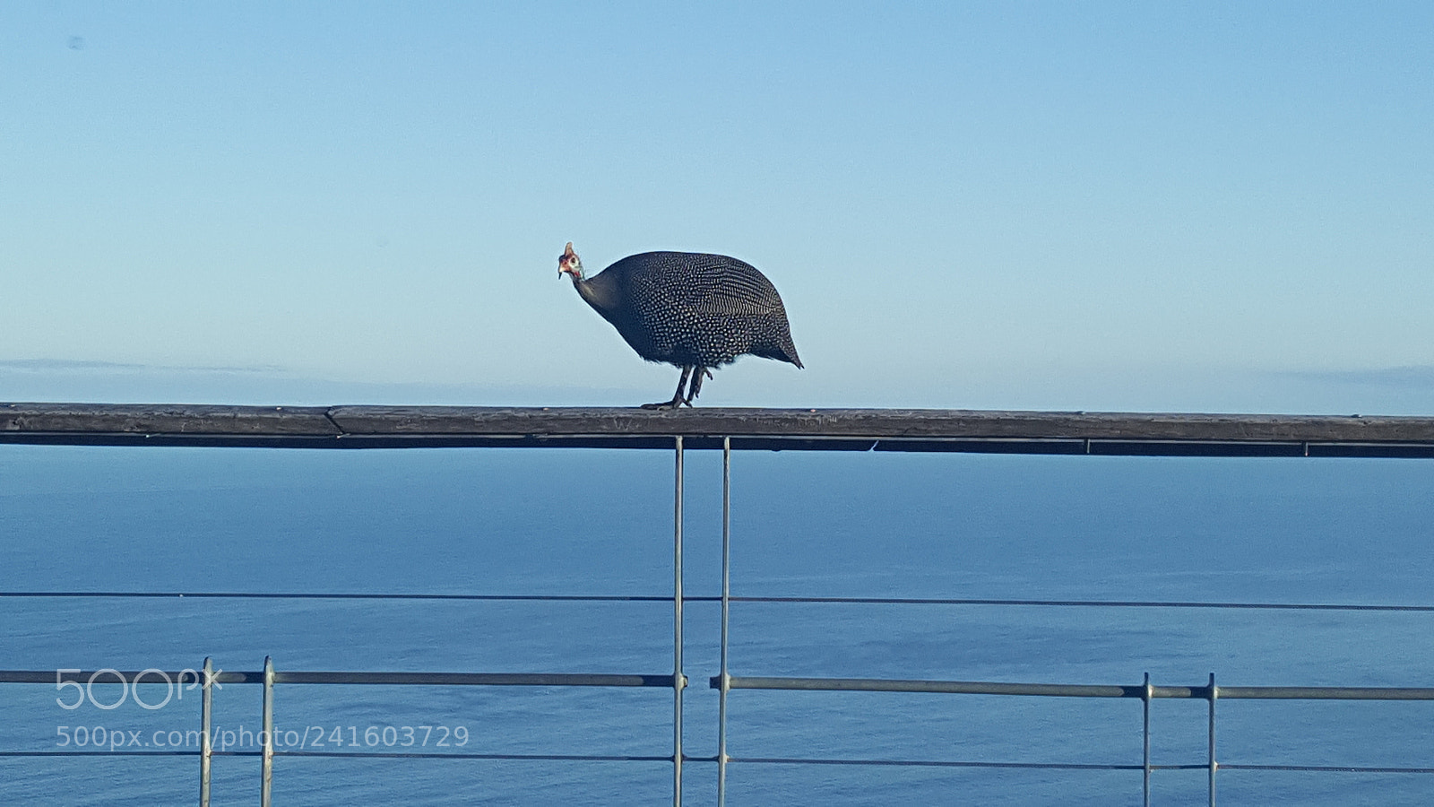 Samsung Galaxy S6 sample photo. Bird photography