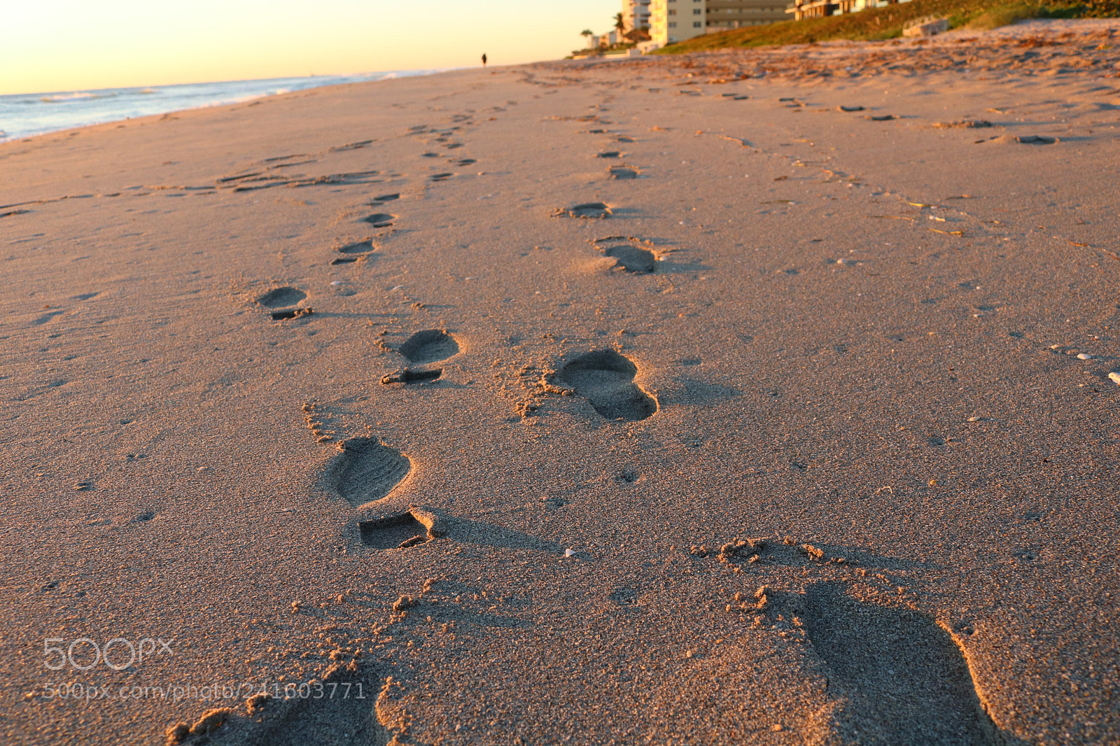 Canon EOS 750D (EOS Rebel T6i / EOS Kiss X8i) sample photo. Morning walks photography