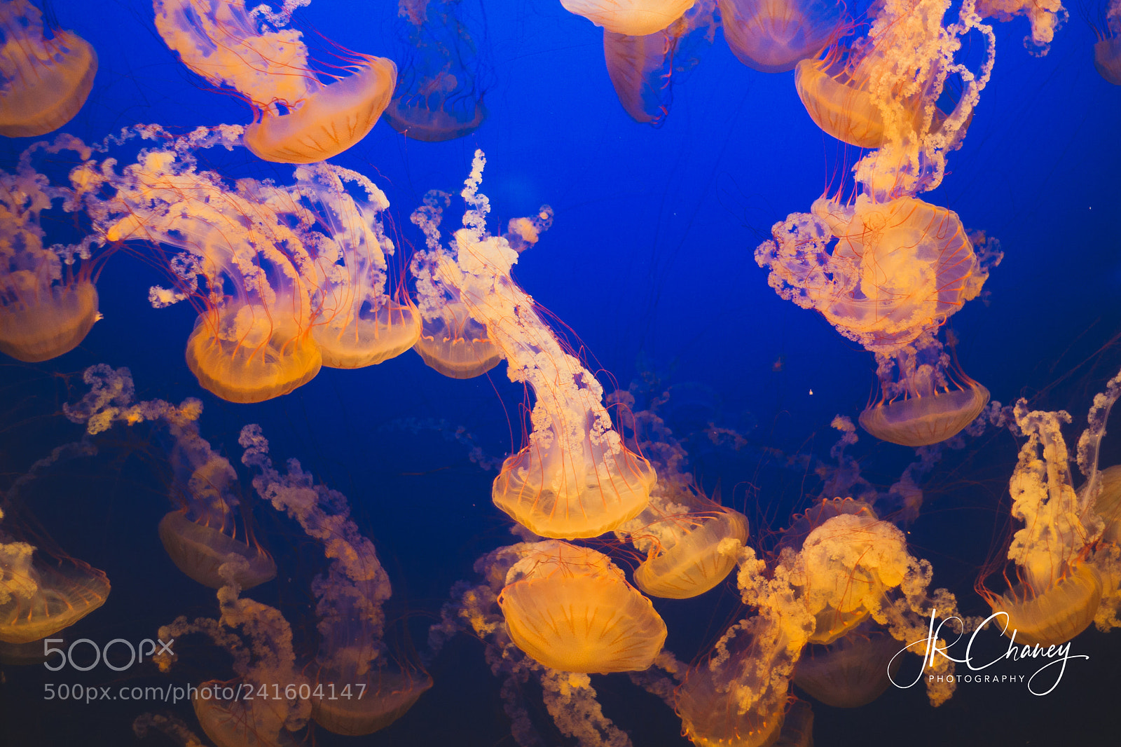 Sony Alpha DSLR-A850 sample photo. School of jelly fish! photography