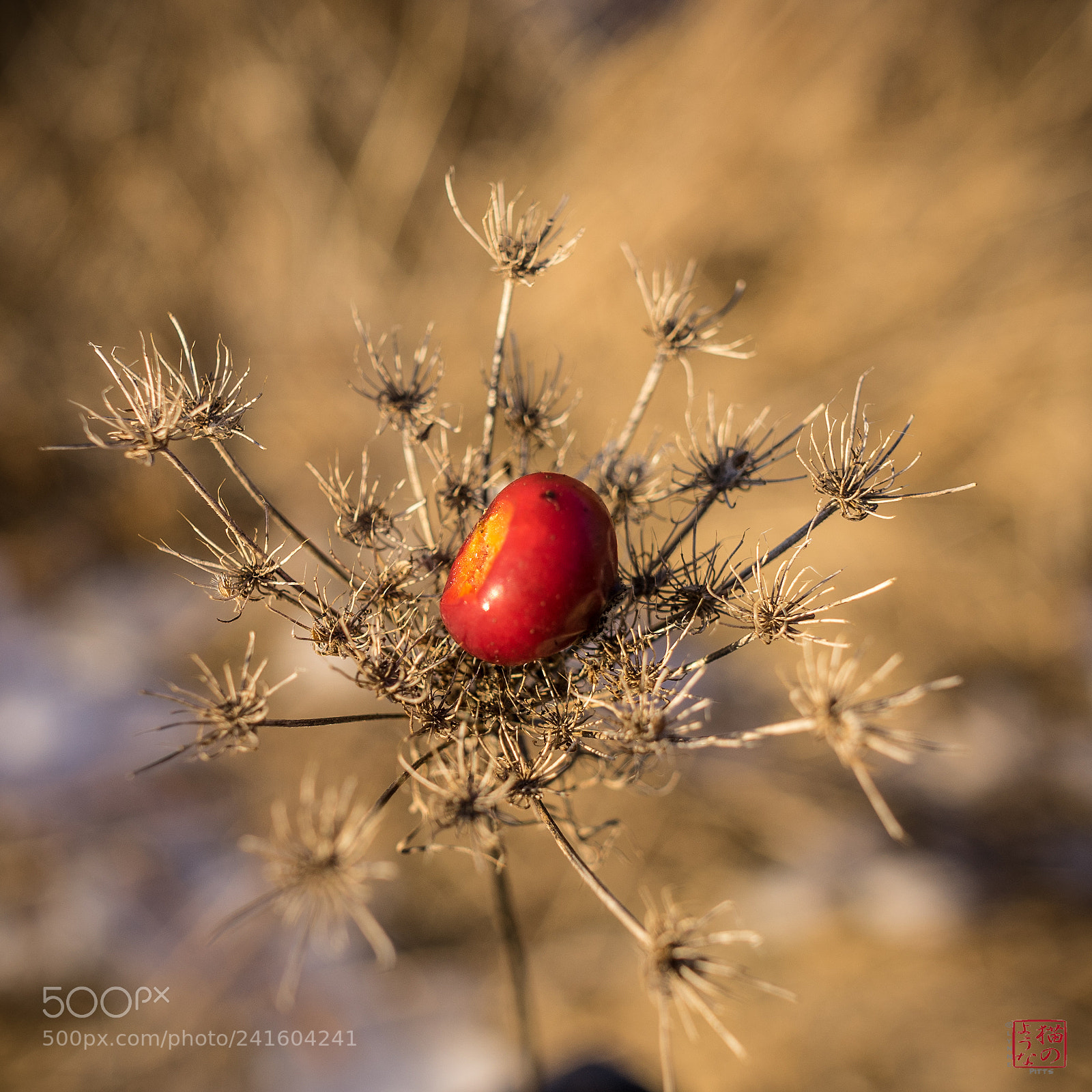 Sony a7 sample photo. Interloper 2 photography