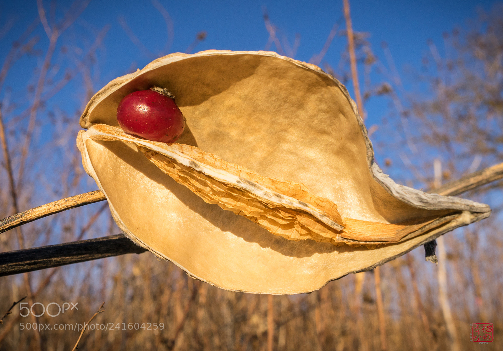 Sony a7 sample photo. Interloper 1 photography