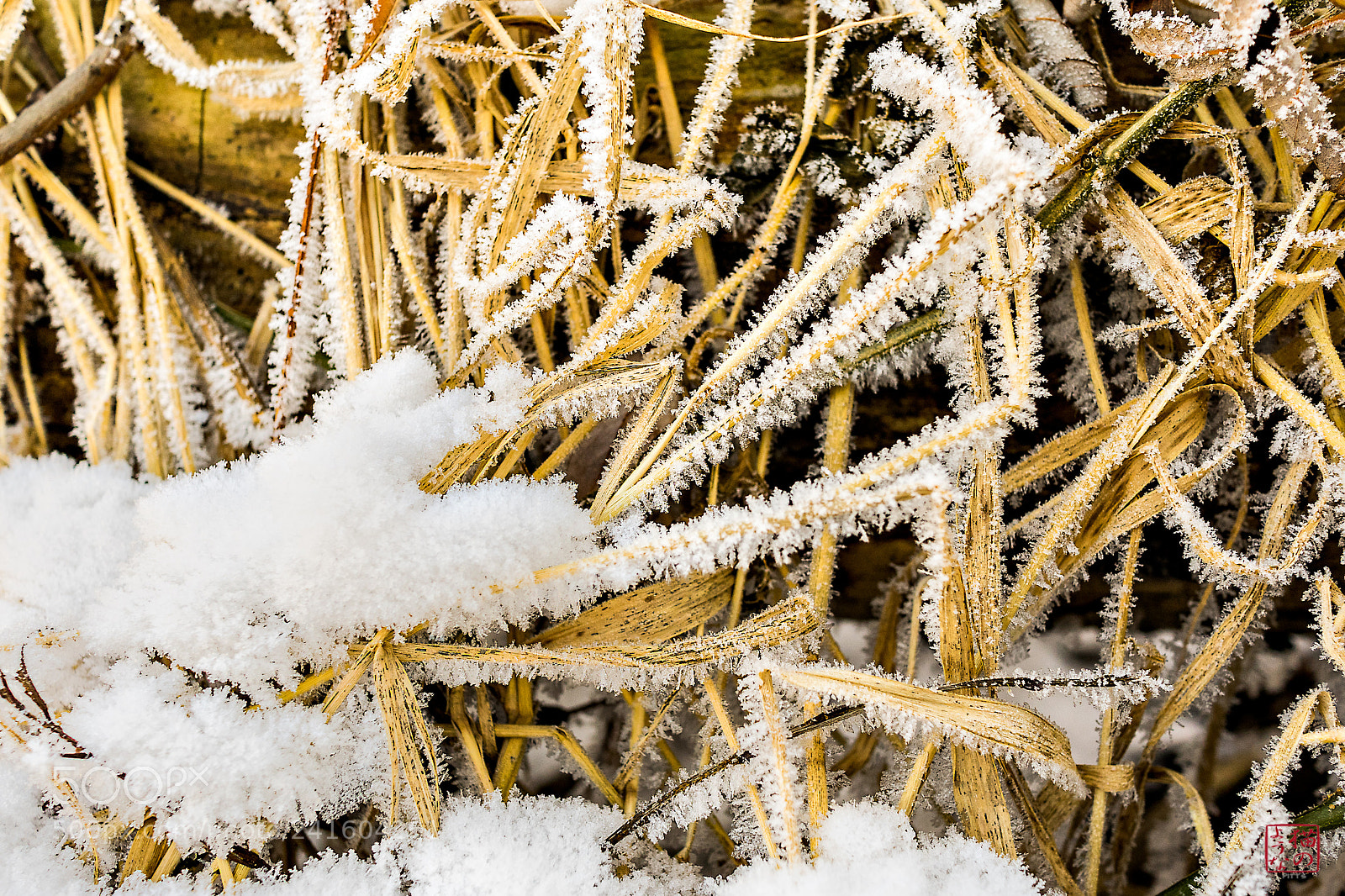 Sony a7 sample photo. Frosted flakes photography