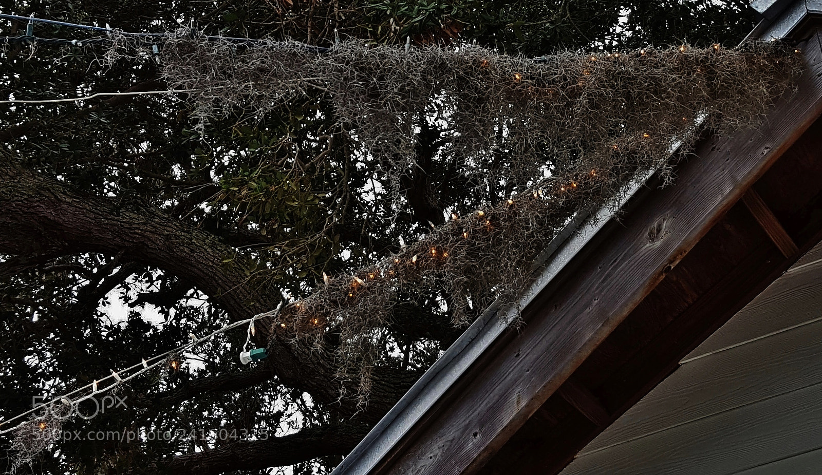 Samsung Galaxy S6 sample photo. Spanish moss christmas lights photography