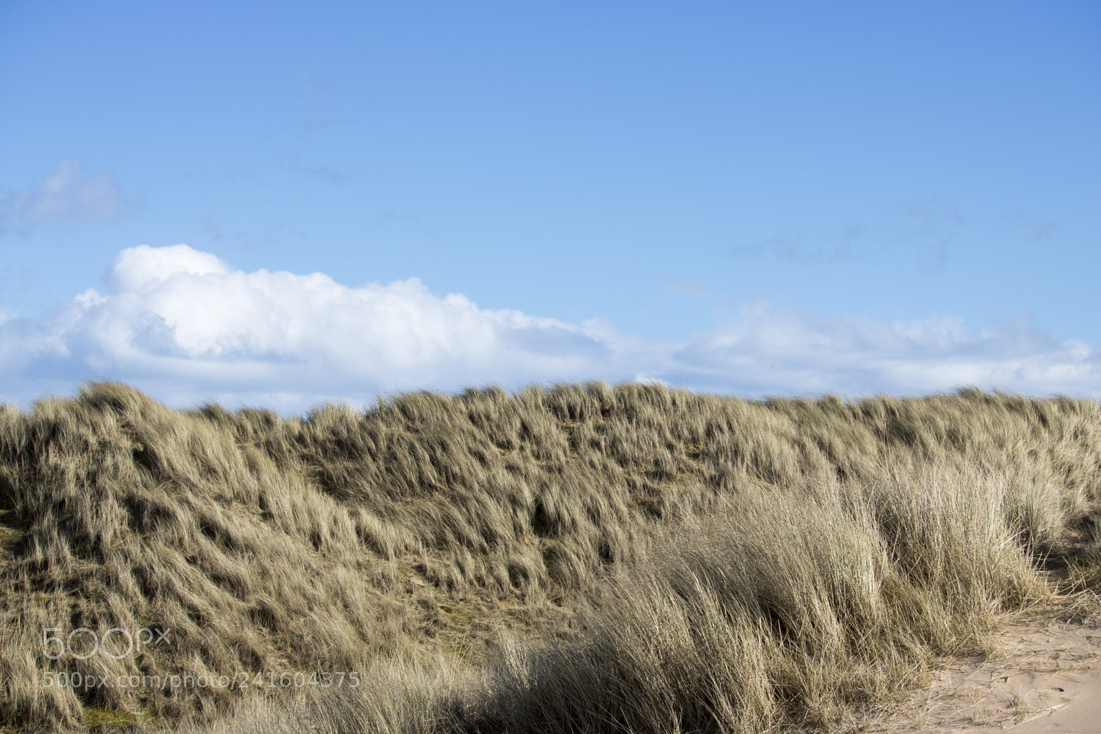 Canon EOS 750D (EOS Rebel T6i / EOS Kiss X8i) sample photo. Grassy sand dunes in photography