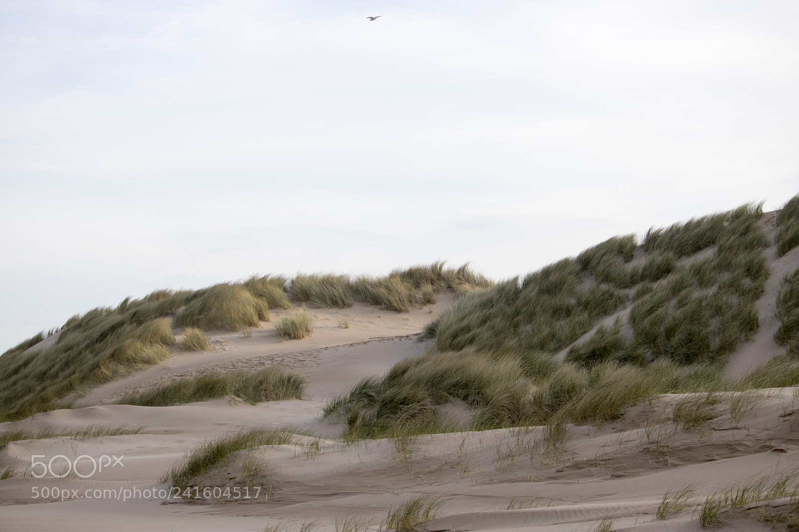 Canon EOS 750D (EOS Rebel T6i / EOS Kiss X8i) sample photo. Grassy sand dunes in photography