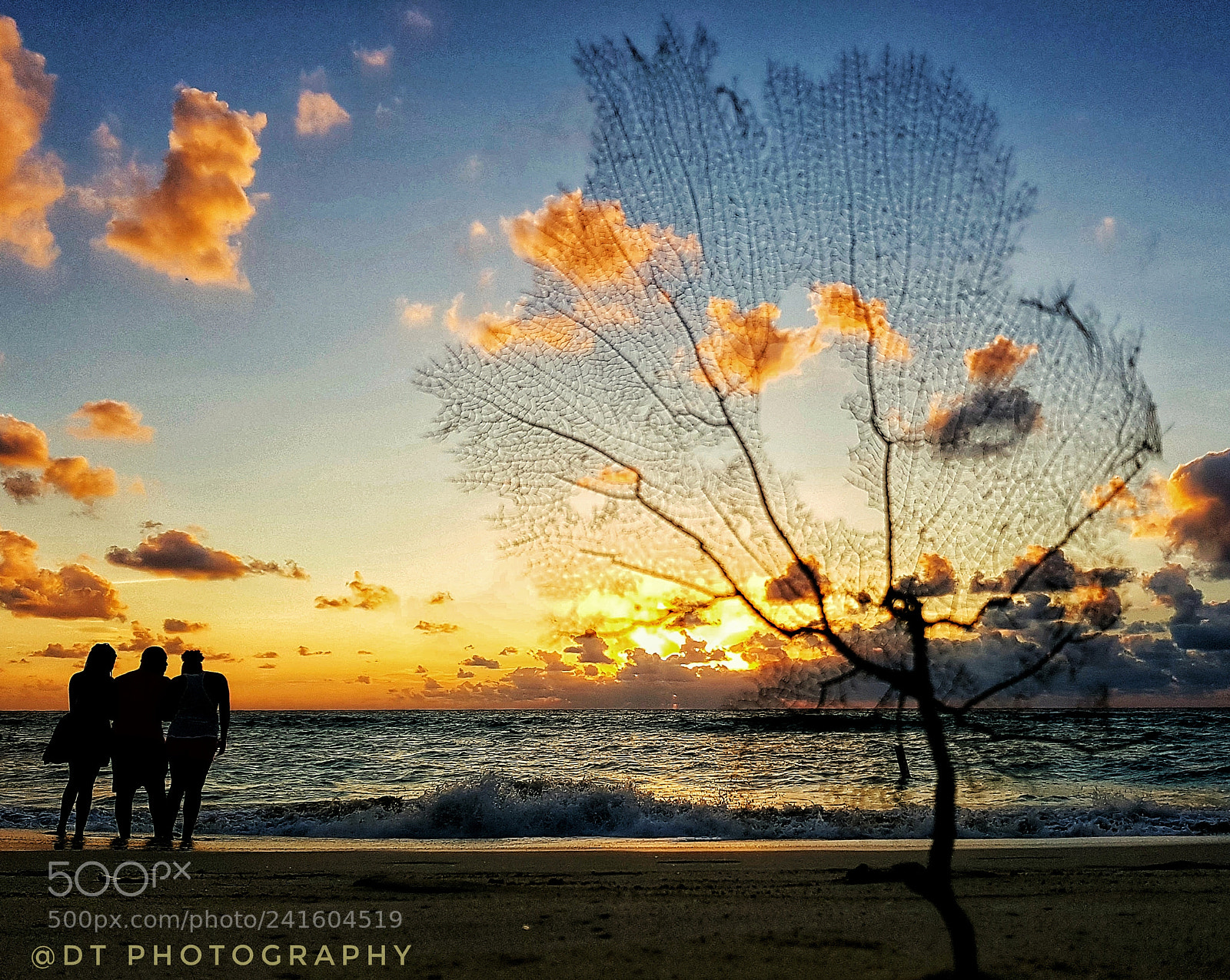 Samsung Galaxy S8+ sample photo. Sunset thru a seafan photography