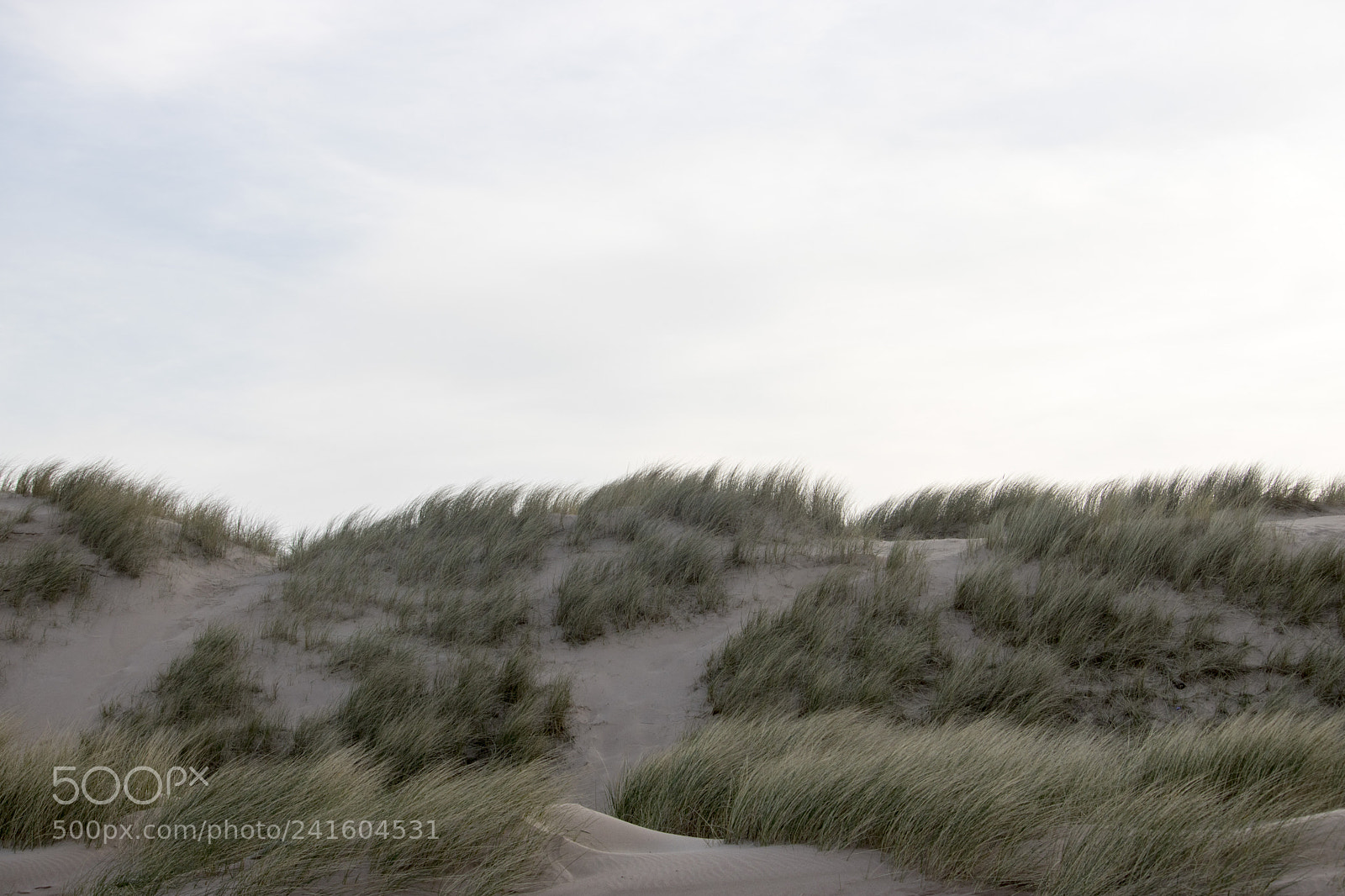 Canon EOS 750D (EOS Rebel T6i / EOS Kiss X8i) sample photo. Grassy sand dunes in photography