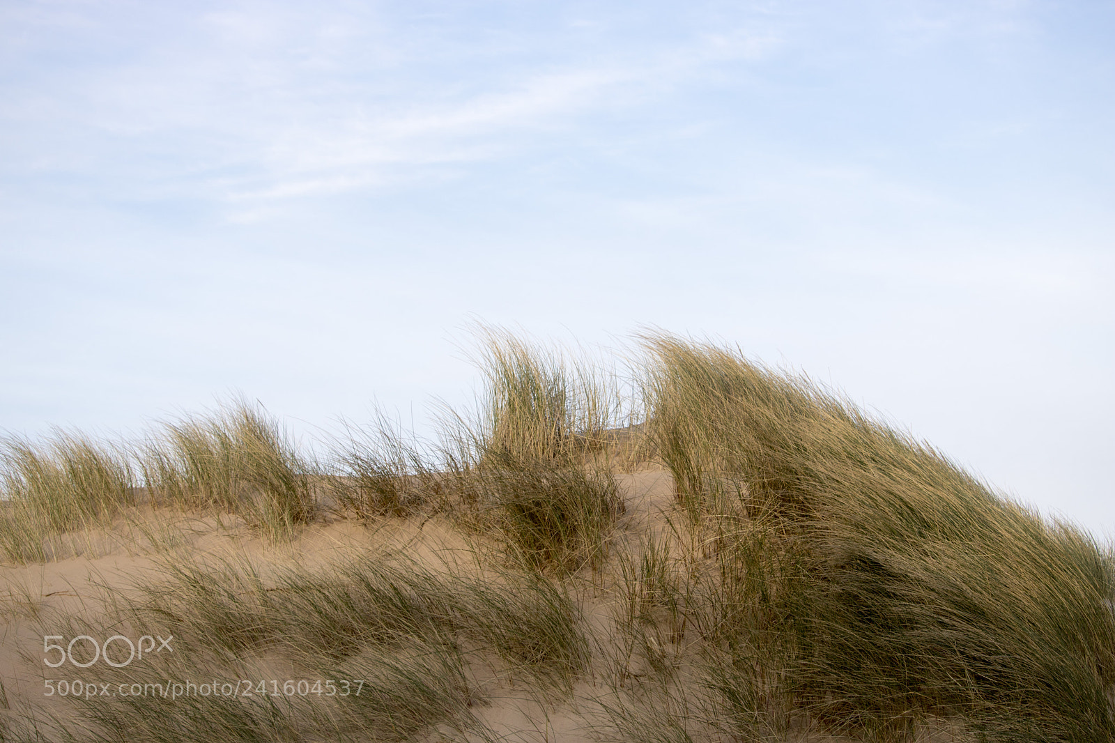 Canon EOS 750D (EOS Rebel T6i / EOS Kiss X8i) sample photo. Grassy sand dunes in photography