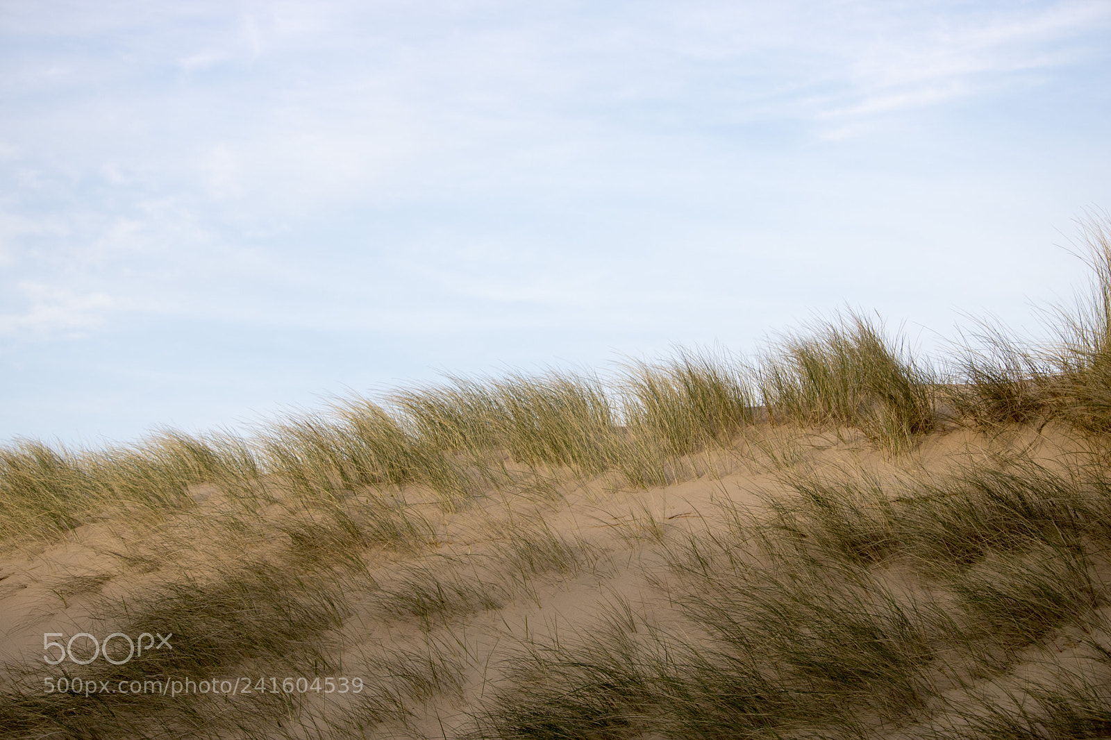 Canon EOS 750D (EOS Rebel T6i / EOS Kiss X8i) sample photo. Grassy sand dunes in photography