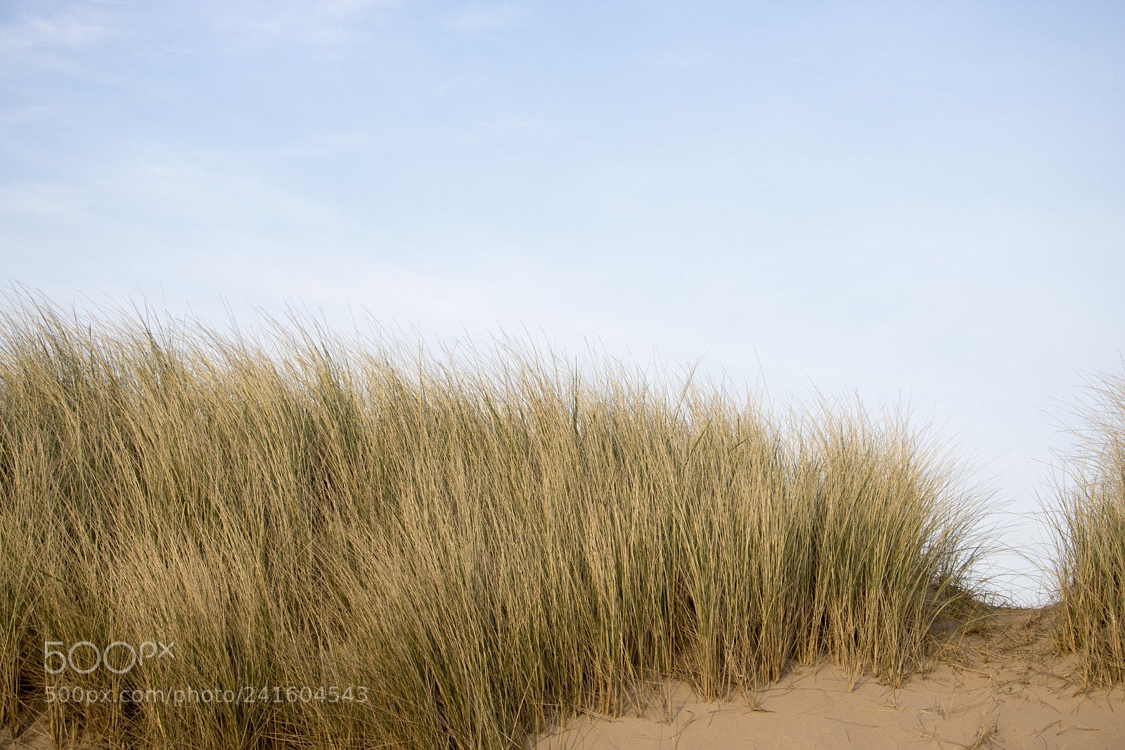 Canon EOS 750D (EOS Rebel T6i / EOS Kiss X8i) sample photo. Grassy sand dunes in photography