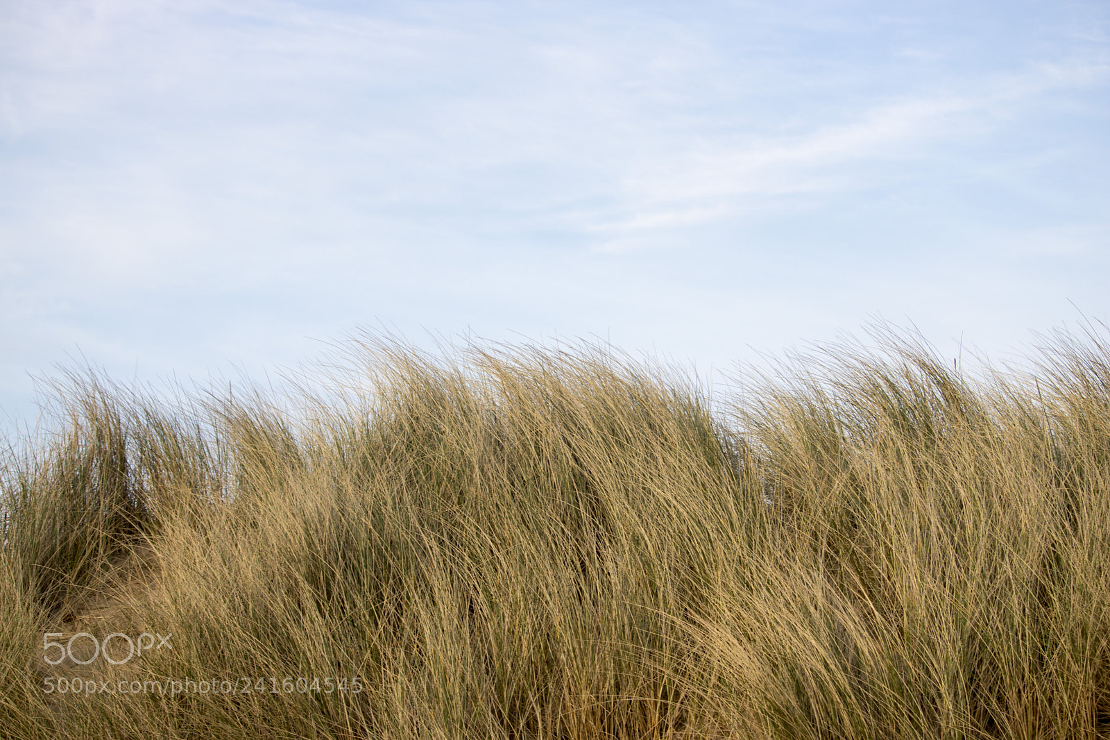 Canon EOS 750D (EOS Rebel T6i / EOS Kiss X8i) sample photo. Grassy sand dunes in photography