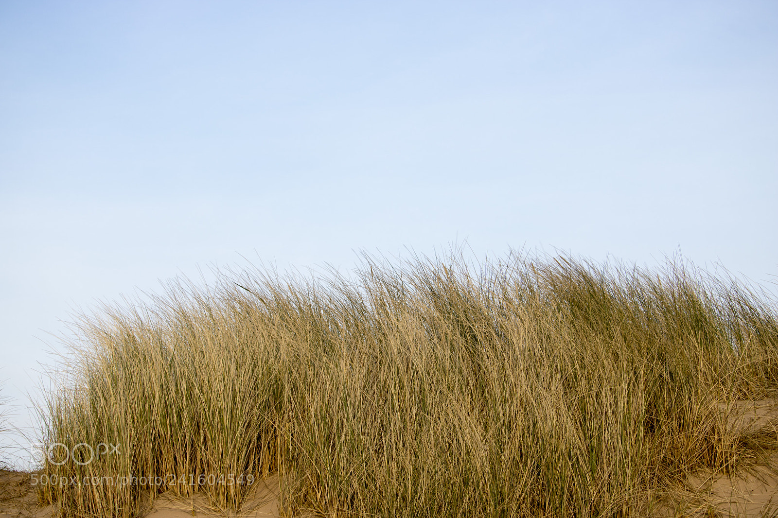 Canon EOS 750D (EOS Rebel T6i / EOS Kiss X8i) sample photo. Grassy sand dunes in photography