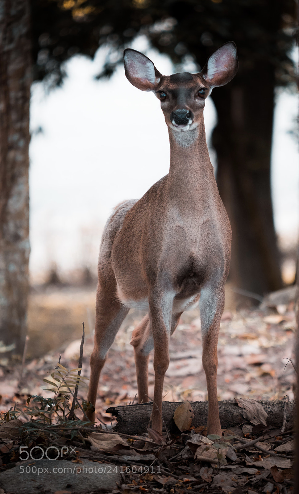 Fujifilm X-T20 sample photo. White tail deer odocoileus photography