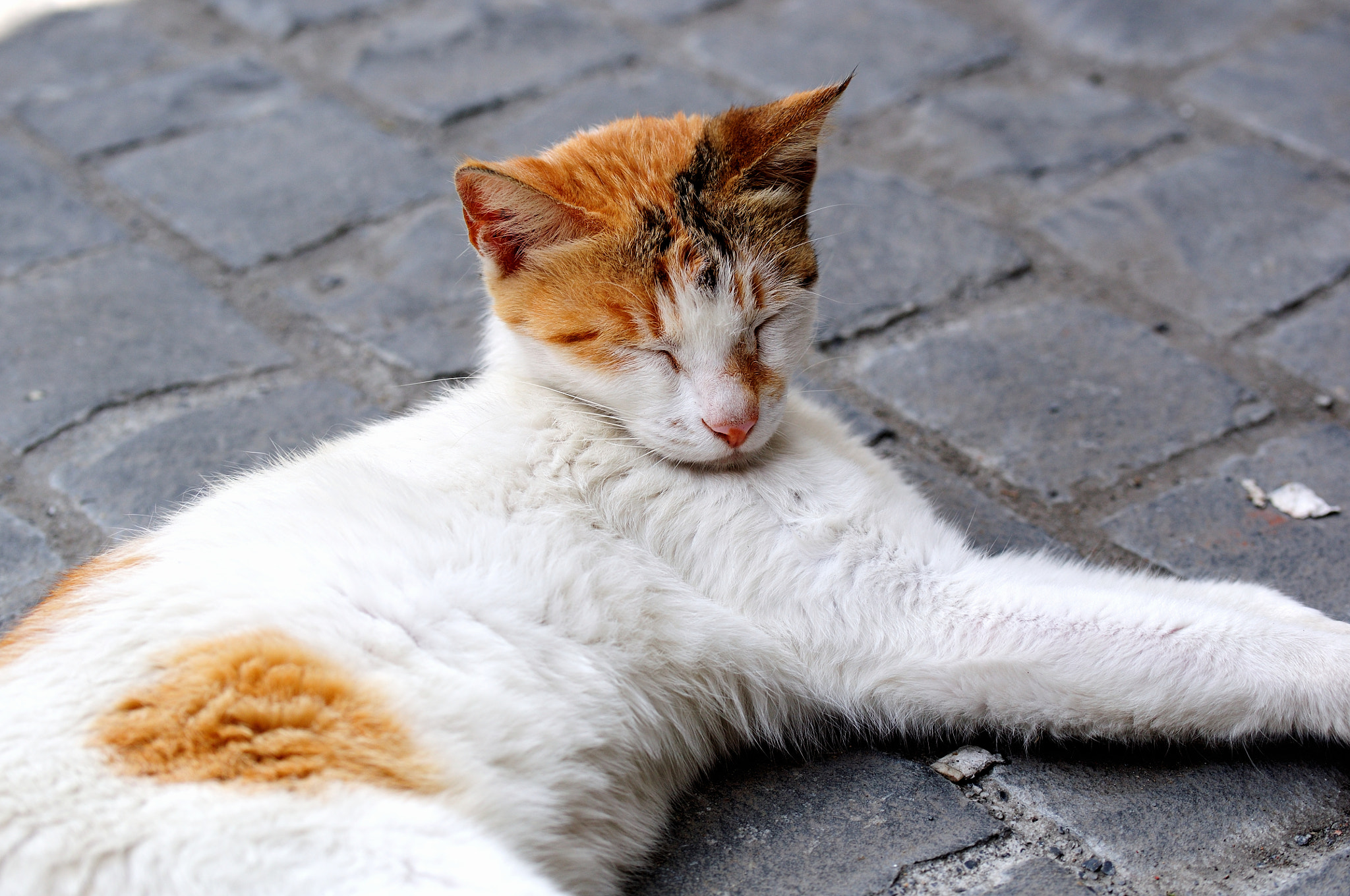 Nikon D5000 sample photo. Lazy cat photography