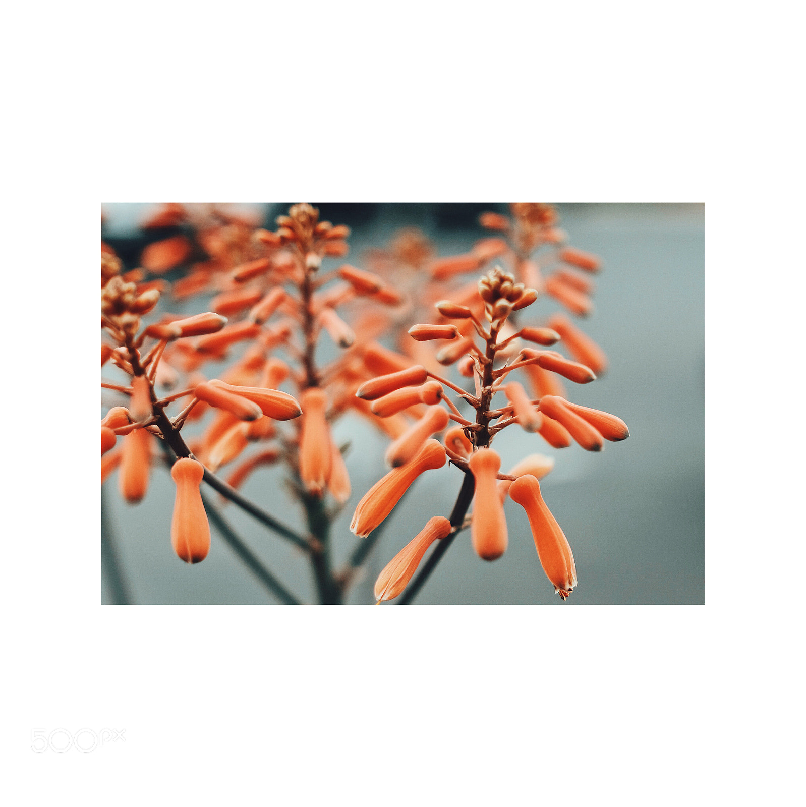 Fujifilm X-Pro2 sample photo. Weird plant thing photography