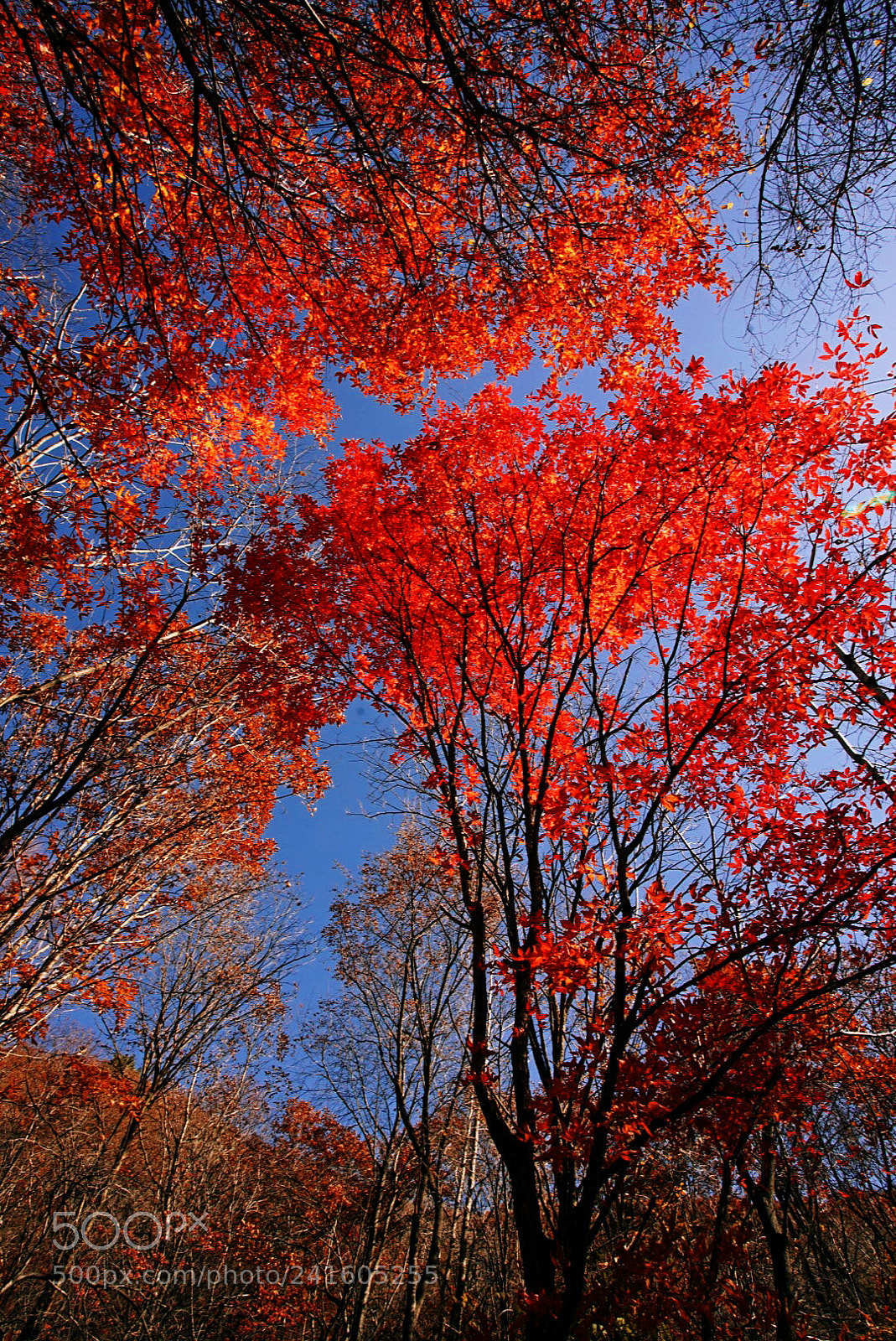 Sony a7 II sample photo. Red leaves, shulan, jilin photography