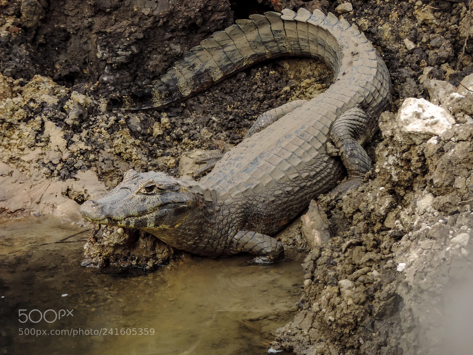 Nikon Coolpix P520 sample photo. Pantanal alligator photography