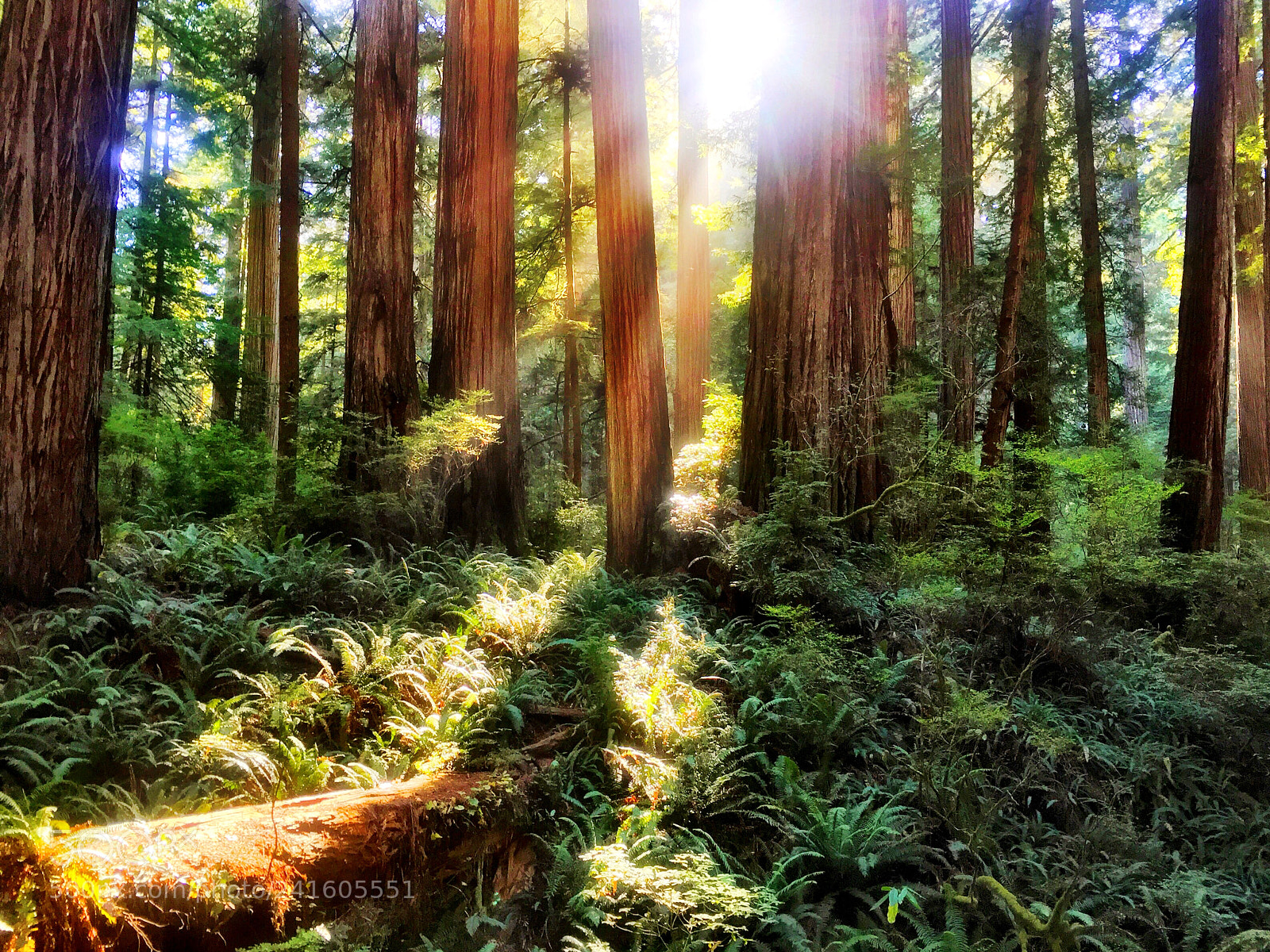 Apple iPhone 6 Plus sample photo. California redwoods photography