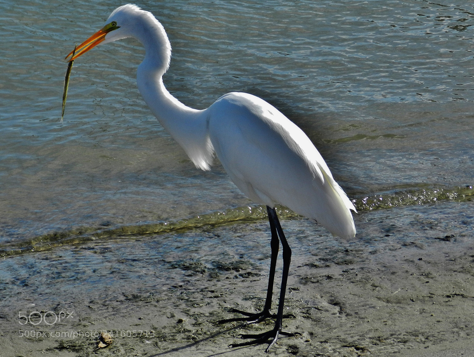 Nikon Coolpix P500 sample photo. Egret with fish photography