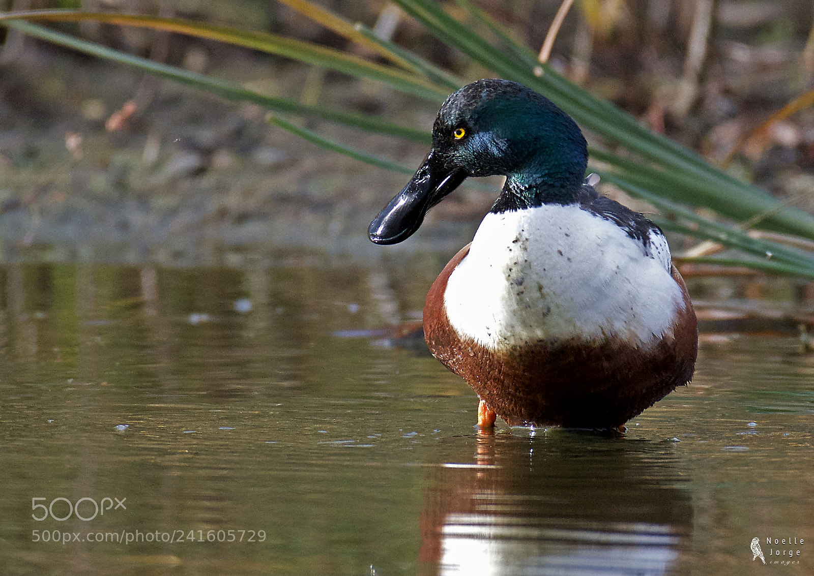 Nikon D500 sample photo. Northern shoveler displays its photography