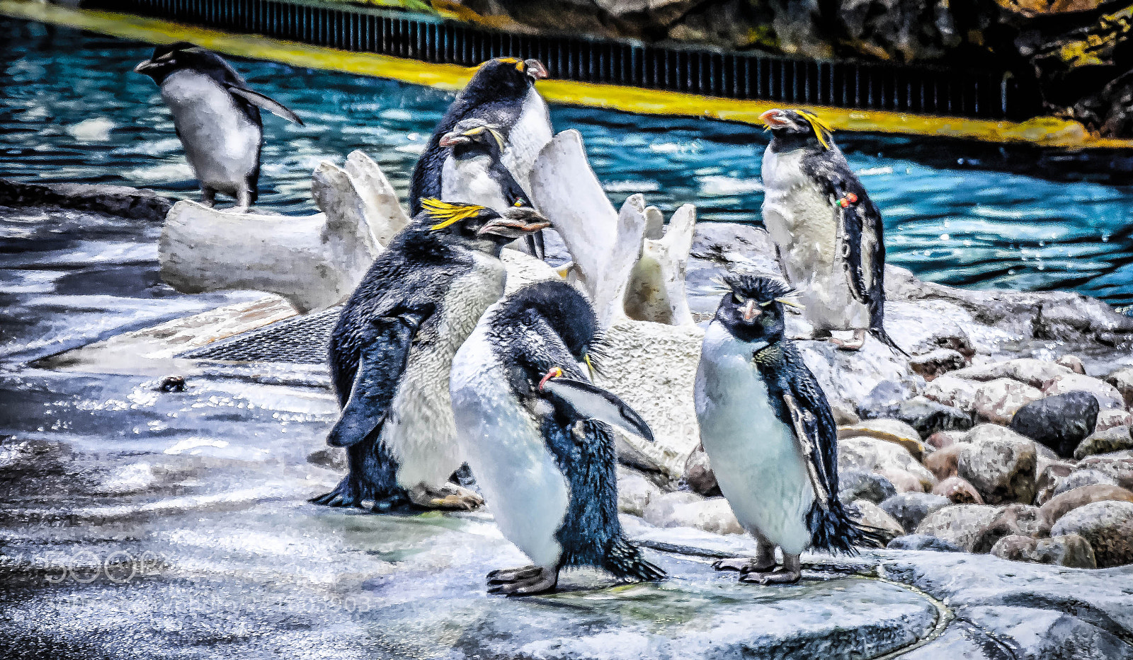 Nikon D90 sample photo. Penguin polka party photography