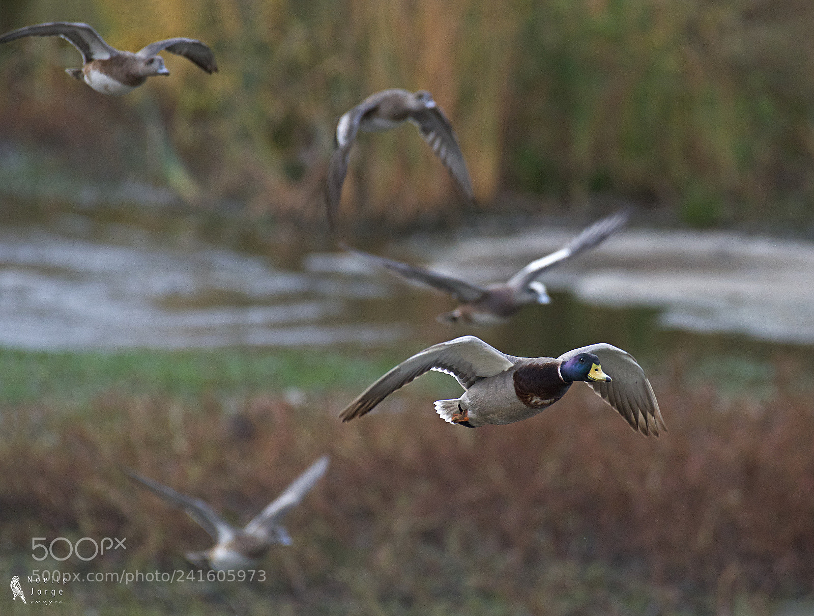 Nikon D500 sample photo. Male mallard leads american photography
