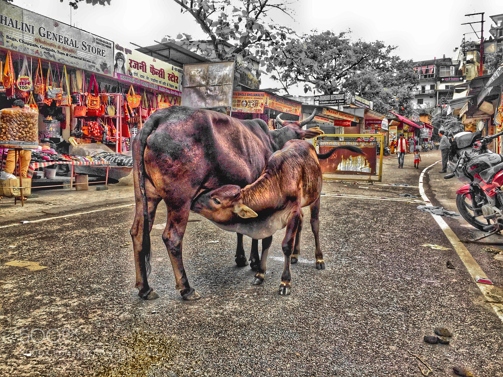 Apple iPhone 6 Plus sample photo. Cows in rishikesh, india photography