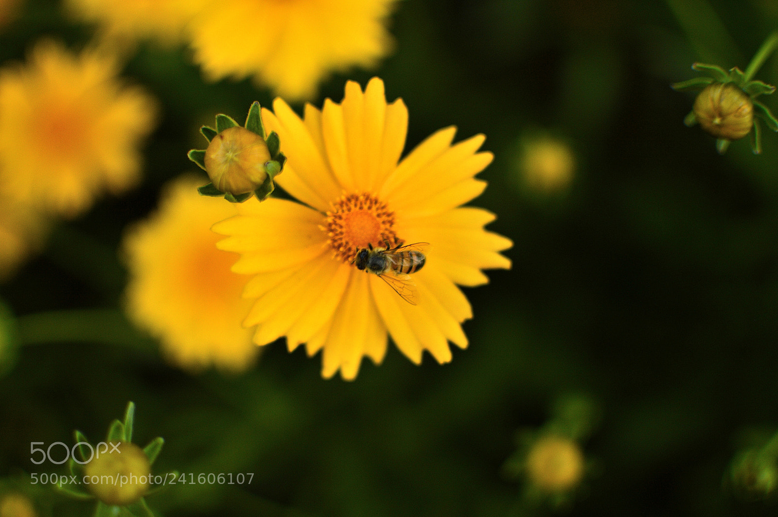 Nikon D3200 + Nikon AF-S DX Nikkor 35mm F1.8G sample photo. Flor and bee photography