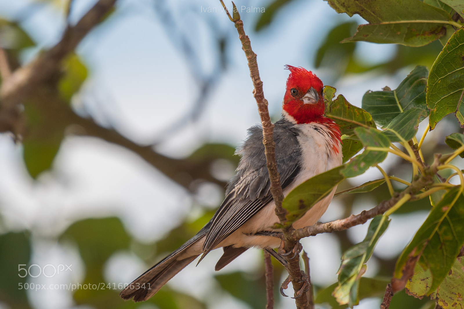 Nikon D500 sample photo. Cardenal photography