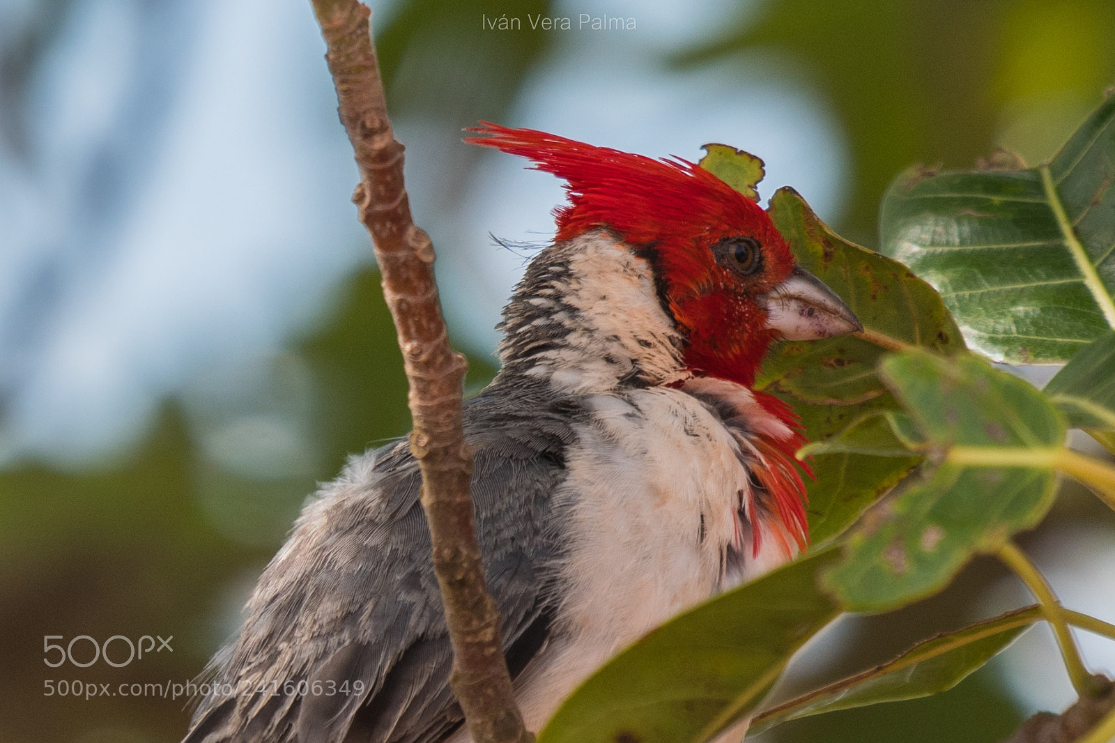Nikon D500 sample photo. Cardenal photography