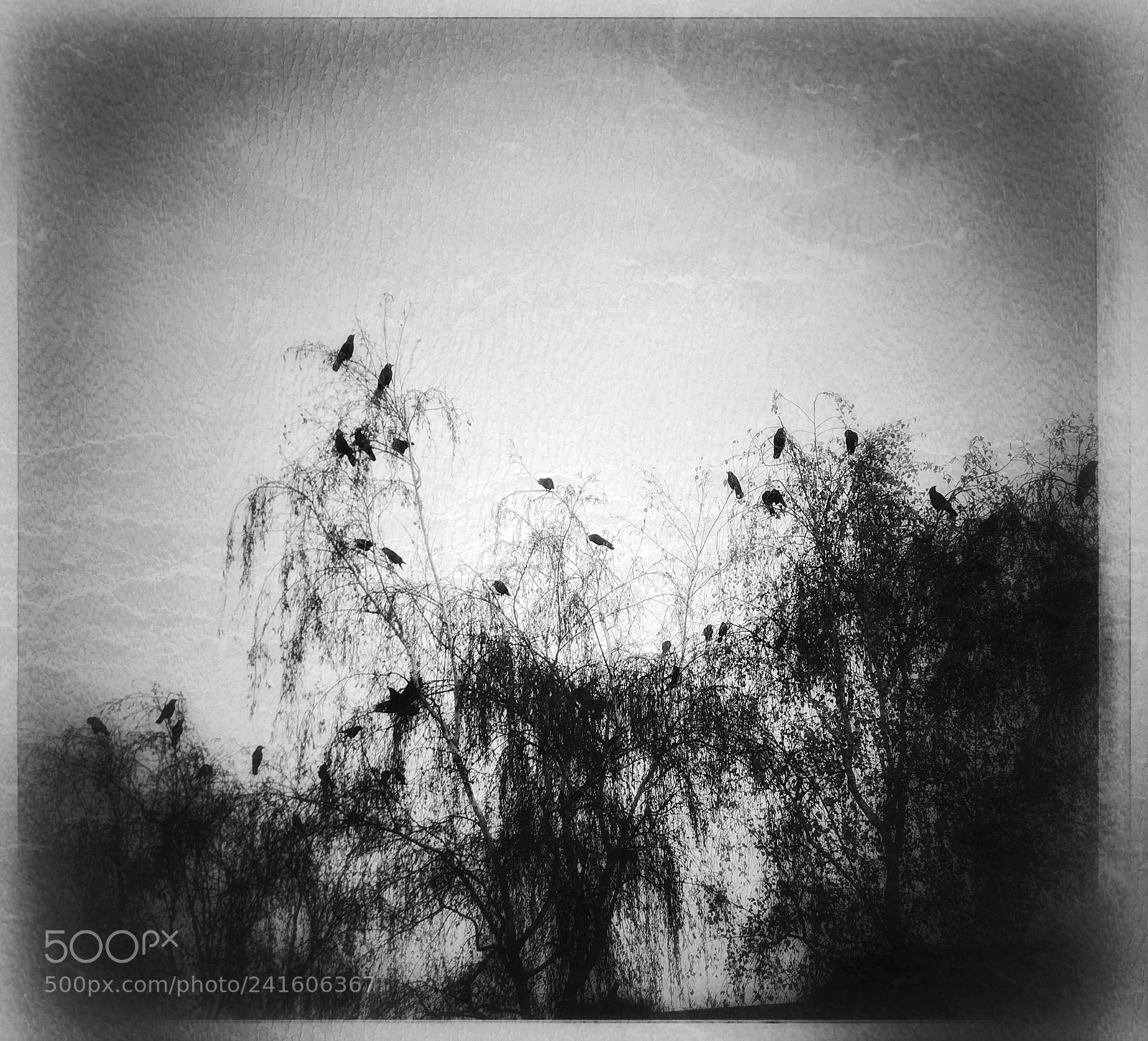 Apple iPhone 7 Plus sample photo. The crows photography