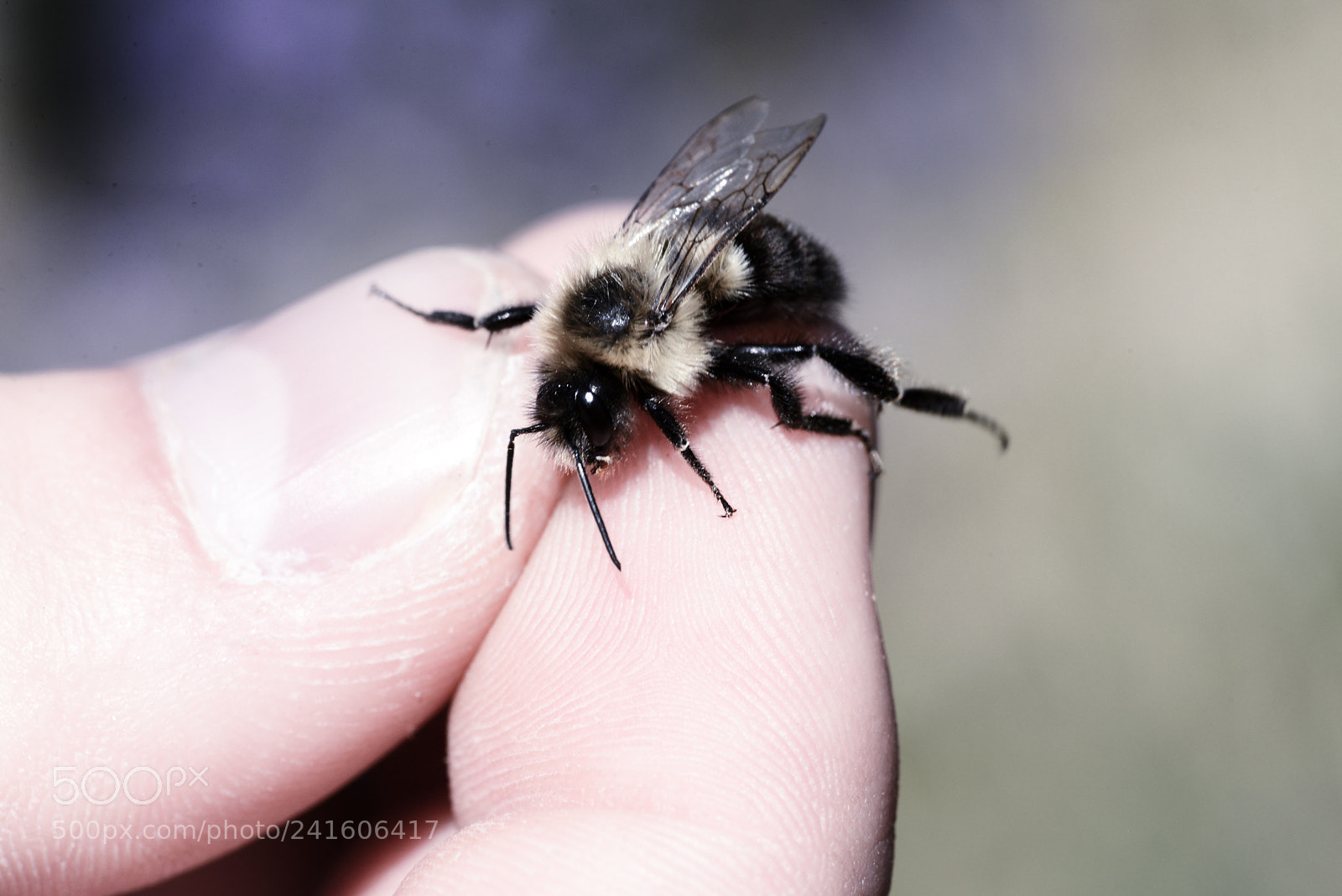 Nikon D600 sample photo. The entomologist photography