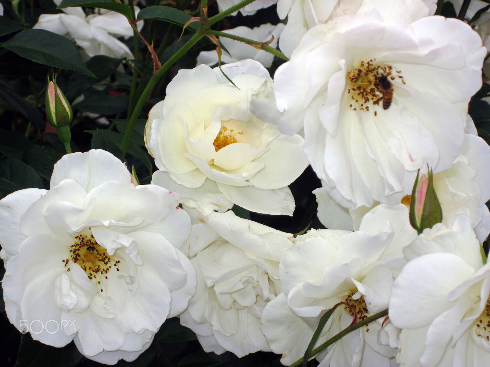 Canon PowerShot SD1300 IS (IXUS 105 / IXY 200F) sample photo. Flowers photography