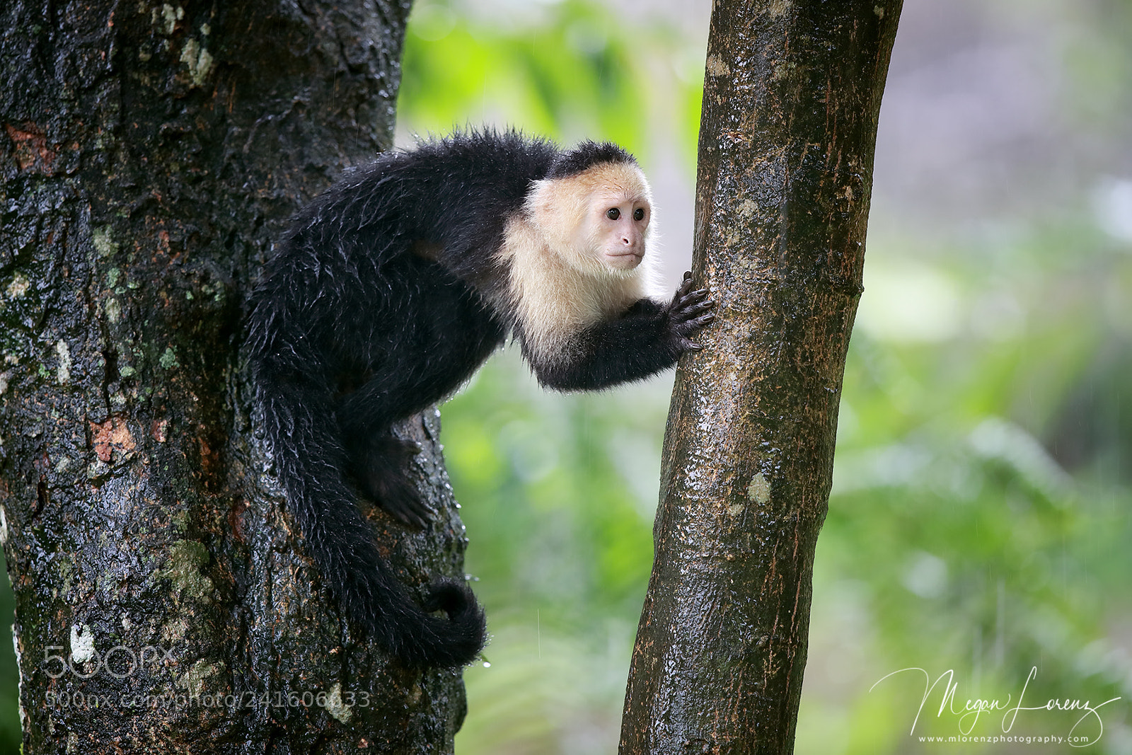 Canon EOS-1D X Mark II sample photo. Monkey business photography
