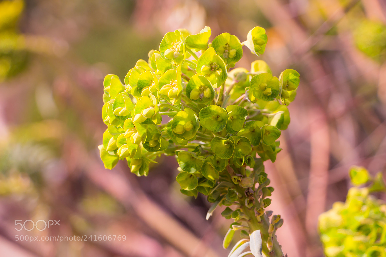 Canon EOS 700D (EOS Rebel T5i / EOS Kiss X7i) sample photo. Euphorbia characias spurge photography