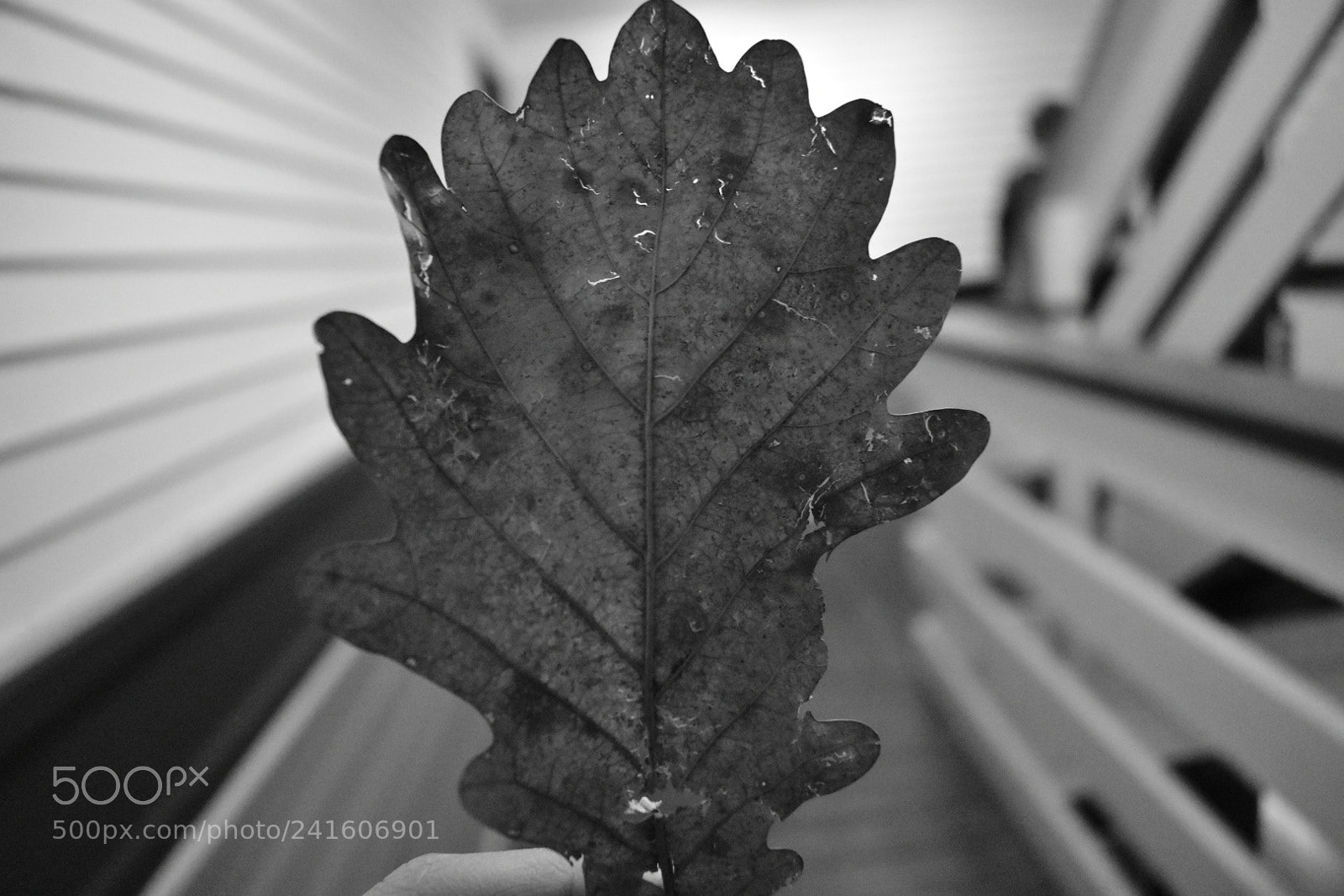 Nikon D3400 sample photo. Leaf in the hand photography