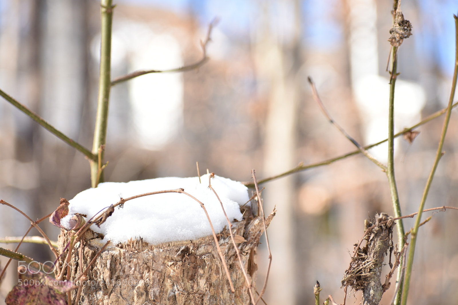 Nikon D3400 sample photo. Snow on a stump photography