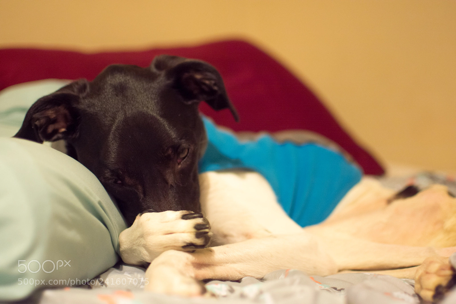 Nikon D7200 sample photo. Charlie photography