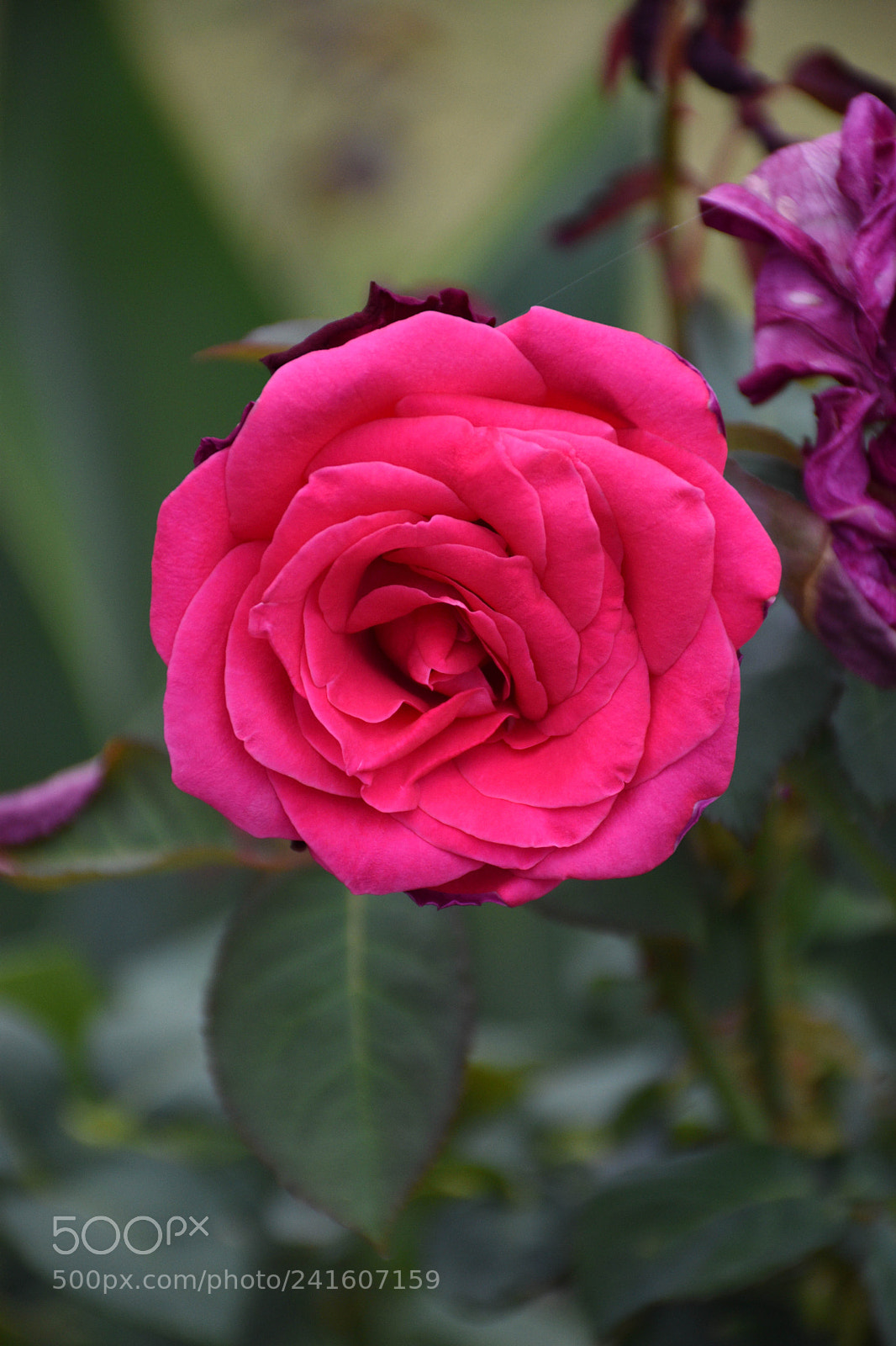 Nikon D5600 sample photo. Flower photography