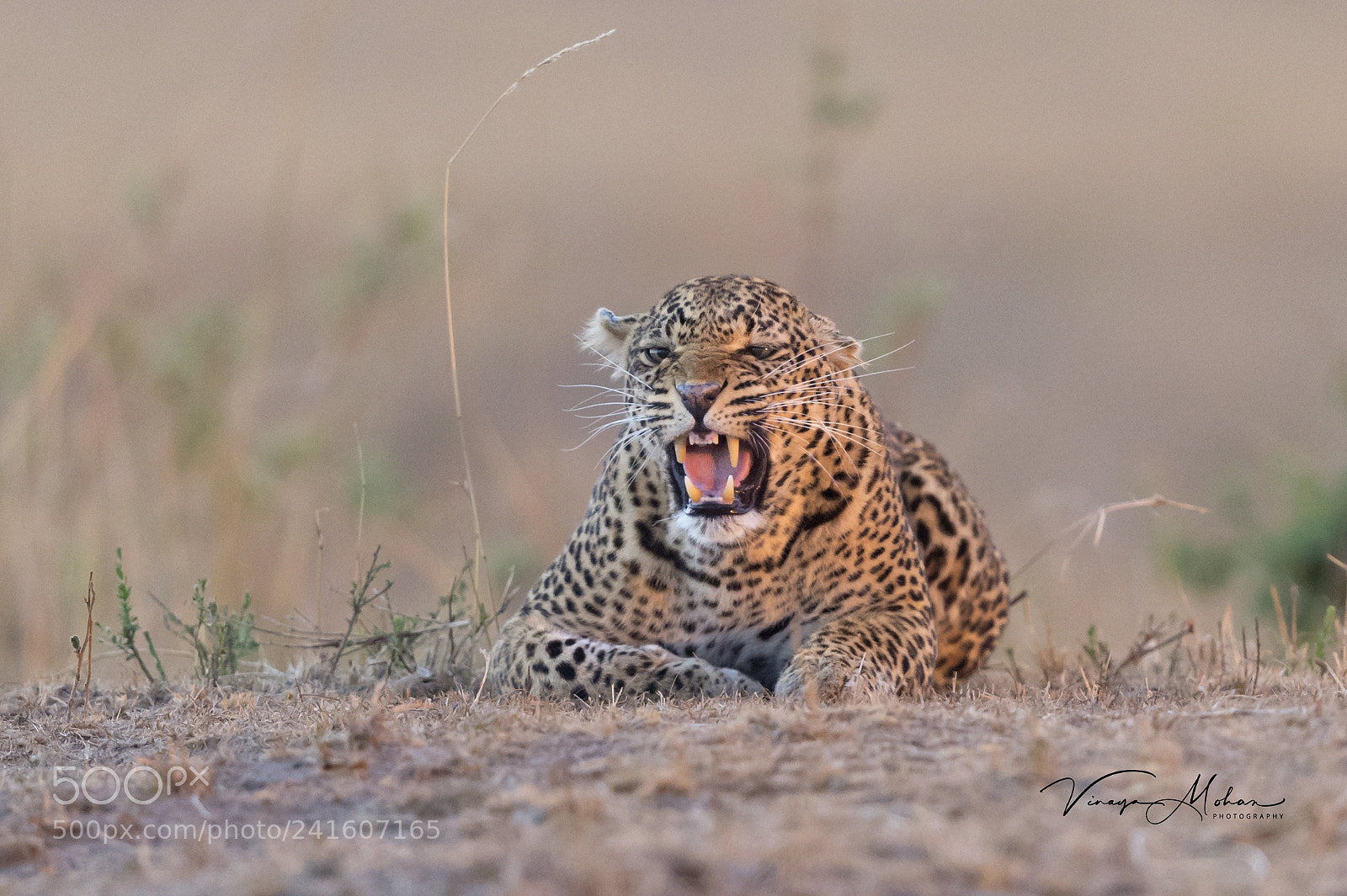 Nikon D4S sample photo. Leopard photography