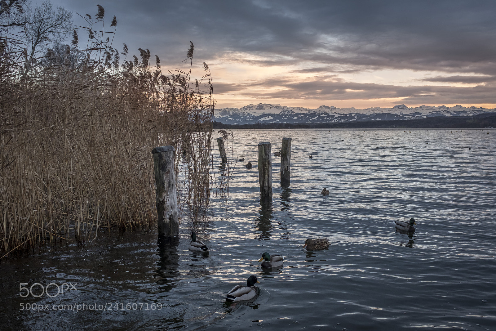 Fujifilm X100F sample photo. Greifensee photography