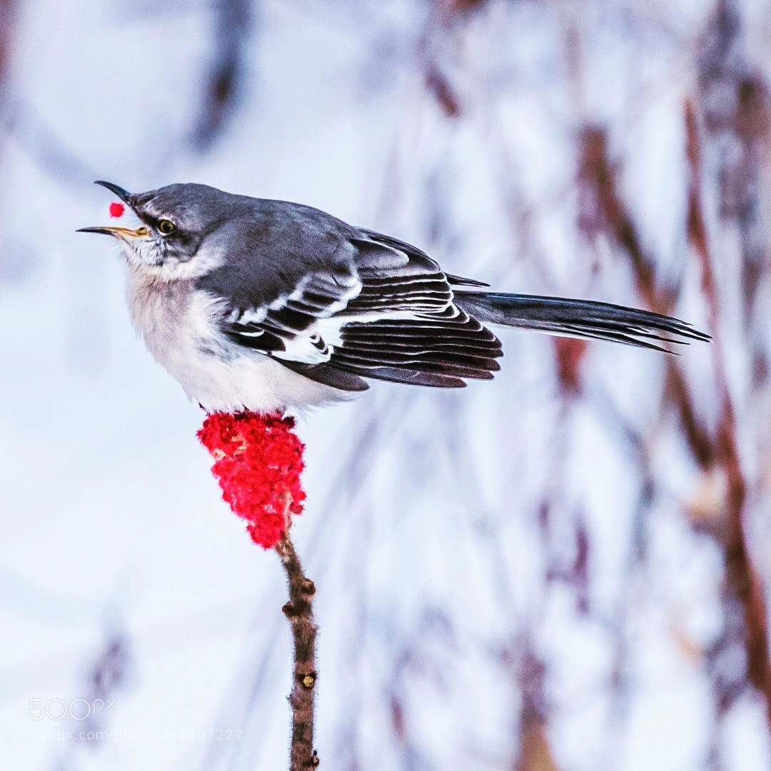 Nikon D810 sample photo. Hungry northern mockingbird photography