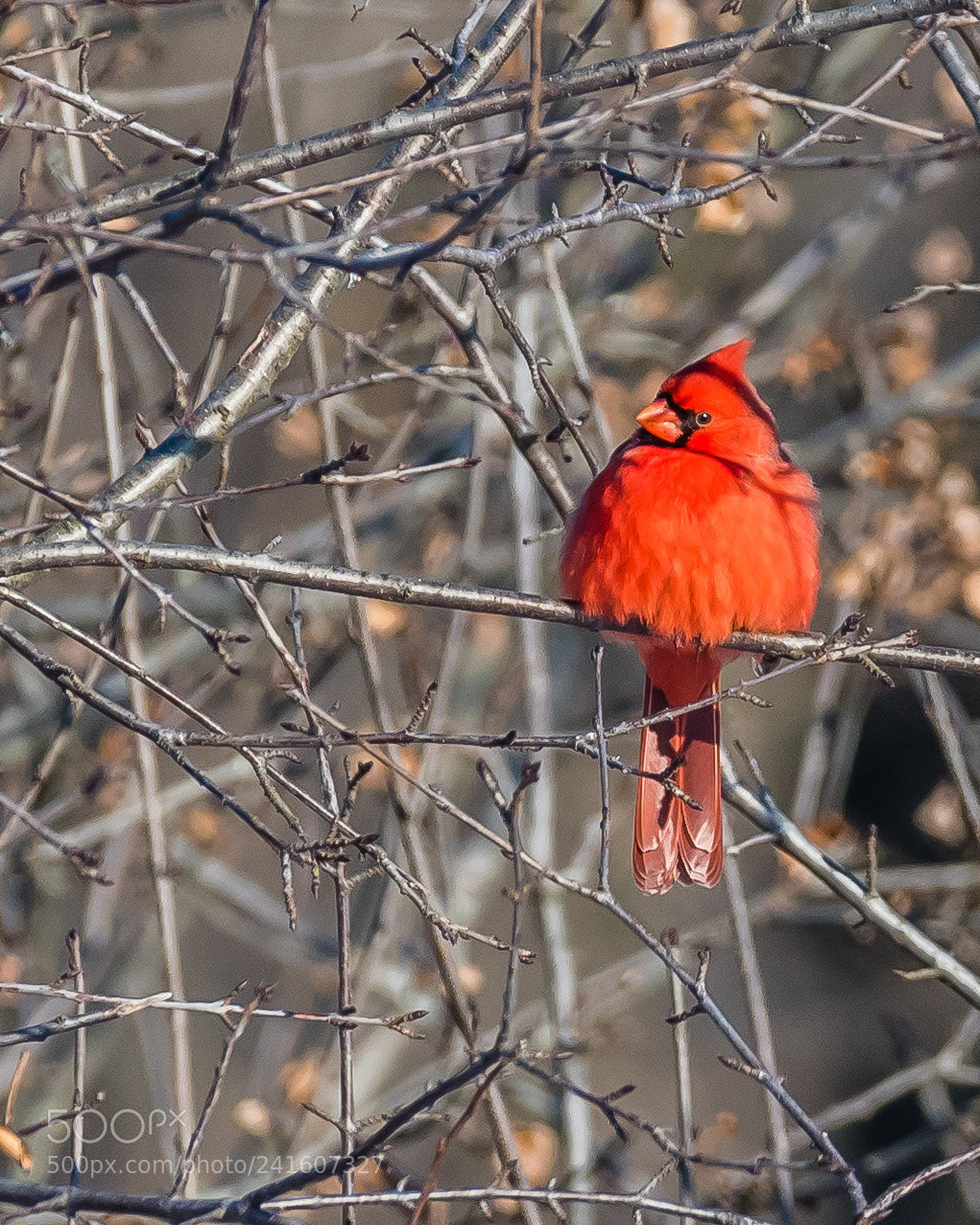 Nikon D810 sample photo. Northern cardinal photography