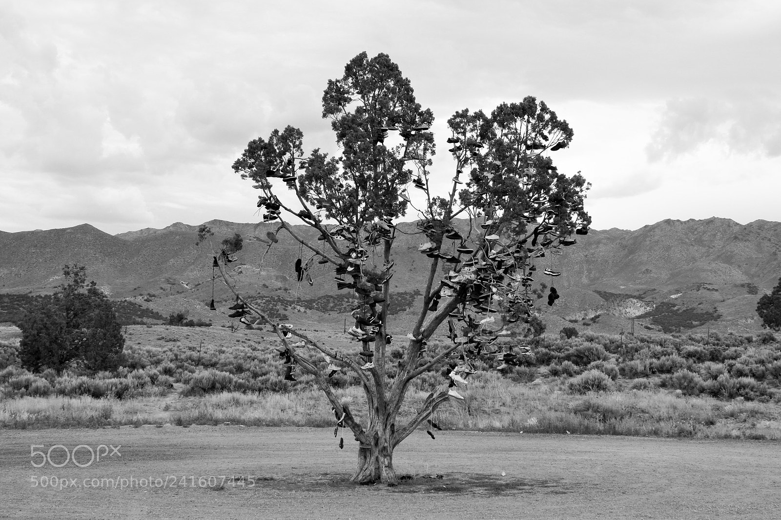 Canon EOS 50D sample photo. Shoe tree, nevada photography