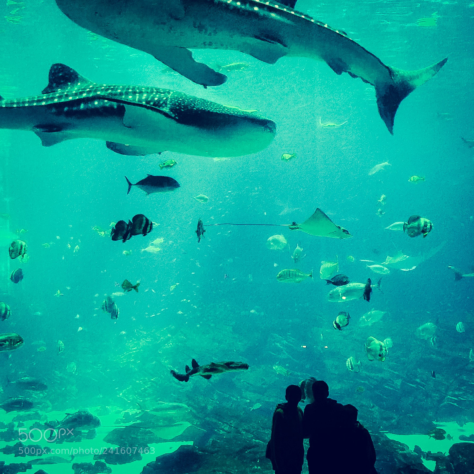 Apple iPhone 6 Plus sample photo. Under the sea photography