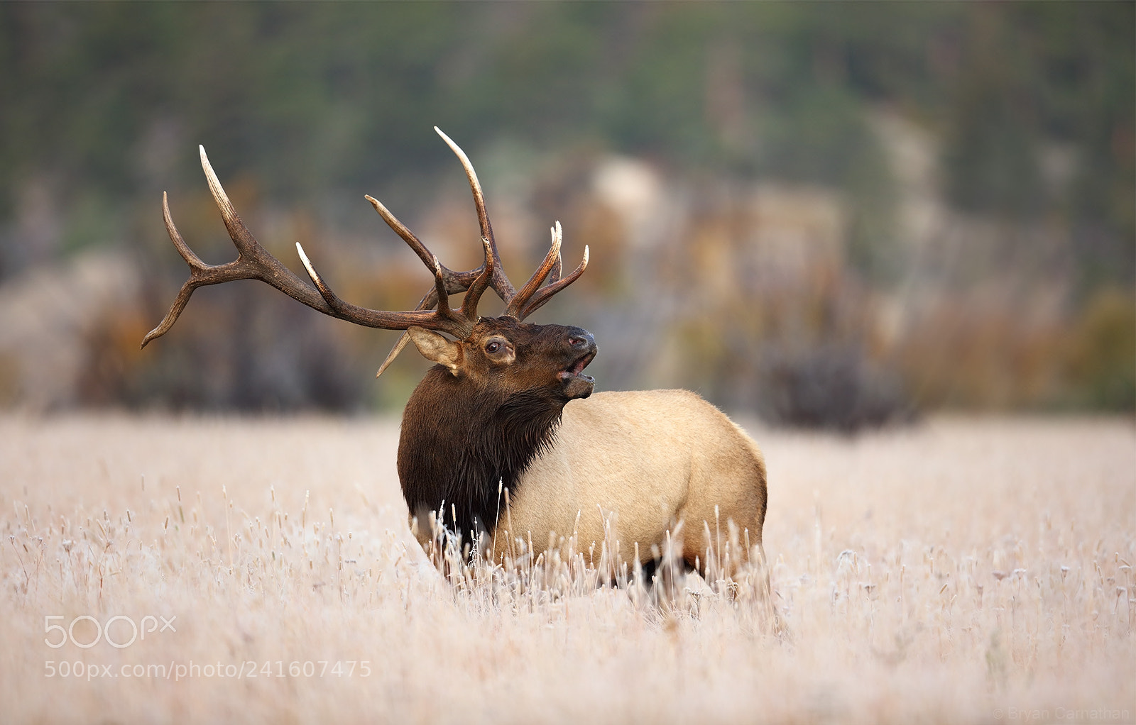 Canon EOS 5DS R sample photo. Bugling elk in the photography