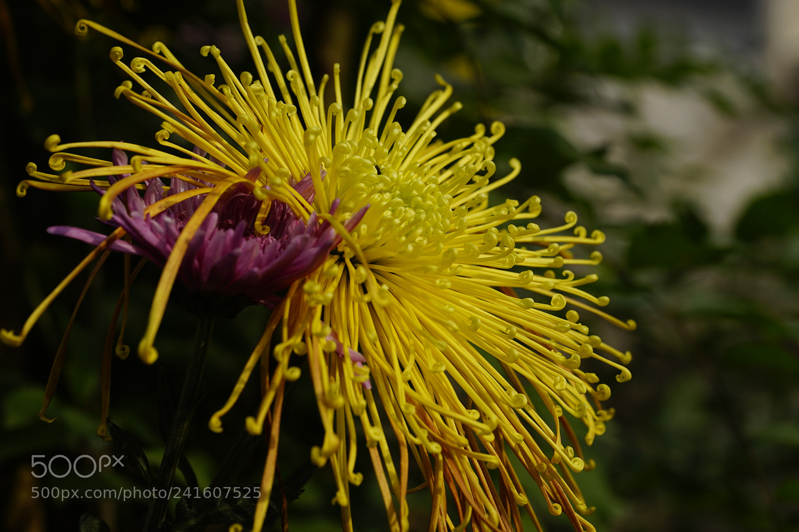 Sony a7 II sample photo. 金絲睡蓮 photography