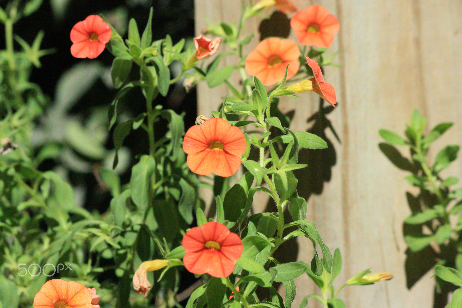 Canon EF-S 55-250mm F4-5.6 IS sample photo. Img 3 photography